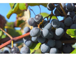 Grapes on farmland in Van Buren County, Michigan - LAND AUCTION - 300+/- ACRES SPECIALTY CROP - GRAPES AND HOPS - OFFERED IN 8 TRACTS IN VAN BUREN COUNTY, MICHIGAN